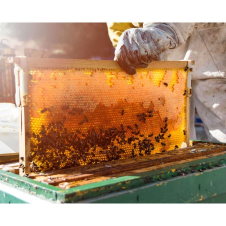 Miel natural de abejas de la Sierra de Grazalema. De la colmena a tu mesa