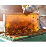 Miel natural de abejas de la Sierra de Grazalema. De la colmena a tu mesa